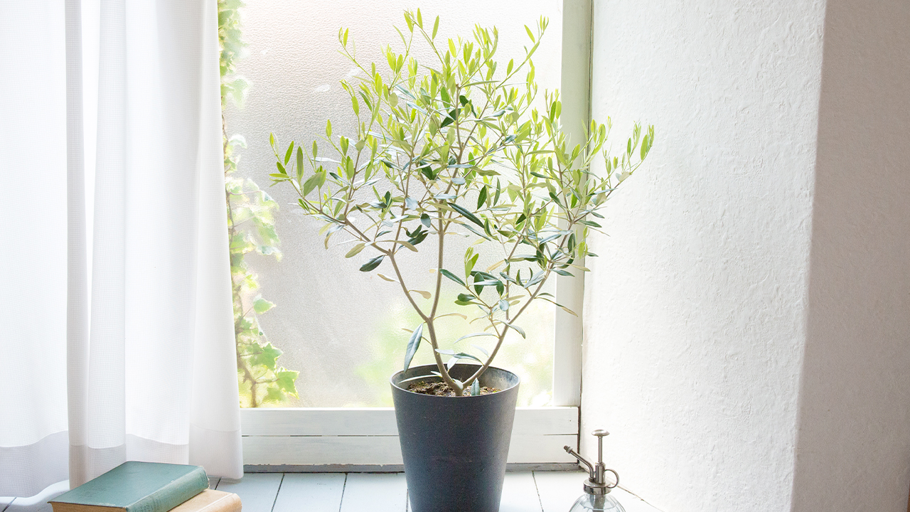 オリーブの木 | 観葉植物の通販なら FlowerKitchenJIYUGAOKA（フラワー