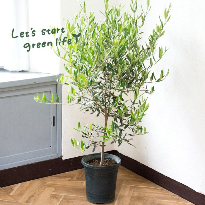 オリーブの木 | 観葉植物の通販なら FlowerKitchenJIYUGAOKA（フラワー