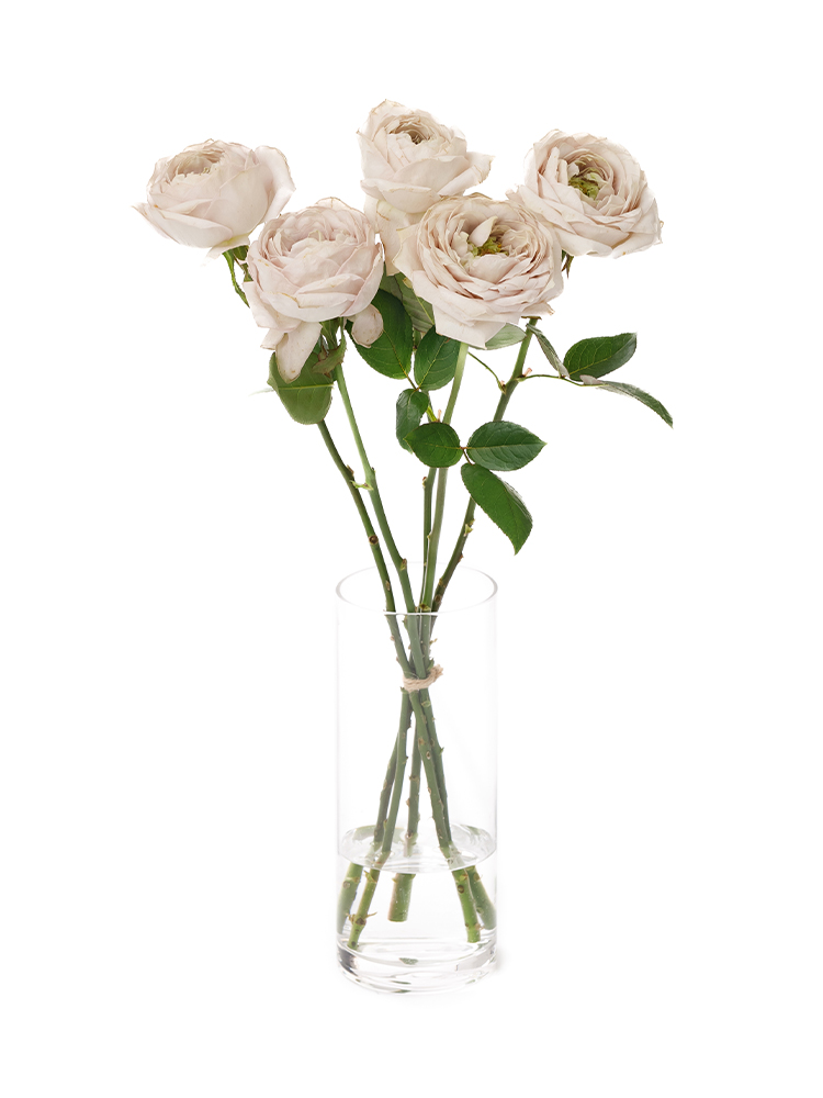 生花】バラ シュエルヴァーズ【クリーム/50cm/静岡県】｜Flower Smith