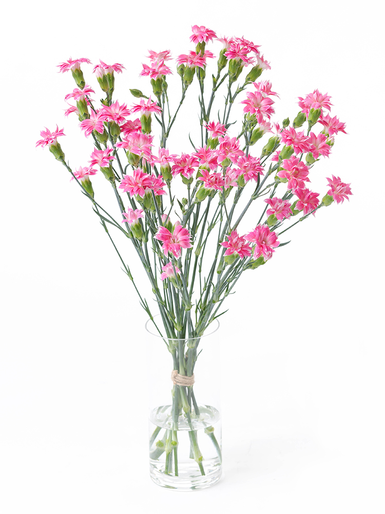 生花】スプレーカーネーション スターチェリーテッシノ【ピンク白/60cm
