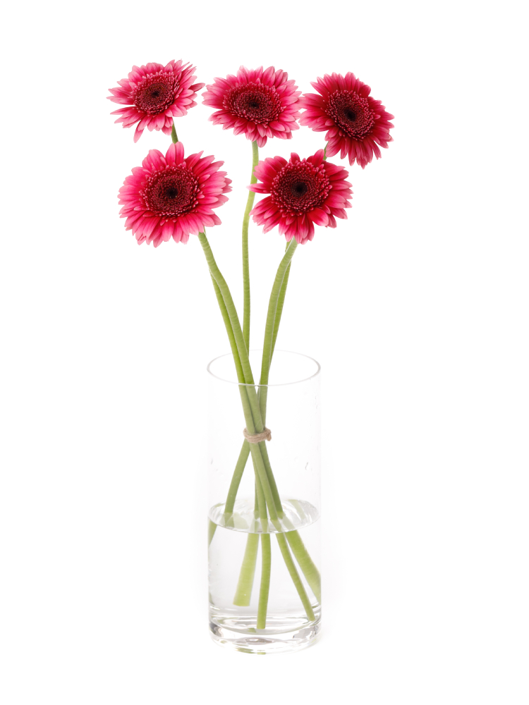 ガーベラの咲き方を写真つきで解説！サイズの種類や人気品種も紹介