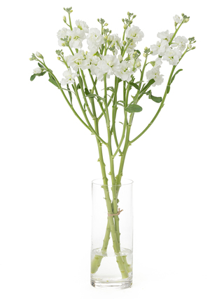 生花】スプレーストック ホワイトカルテット【白/60cm/千葉県