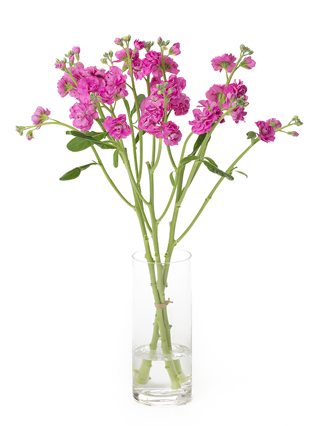 生花】スプレーストックの品種（種類）一覧｜Flower Smith Market