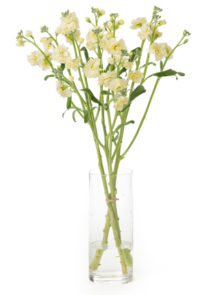 生花】スプレーストック(白) 品種おまかせ【60cm/山形県】｜Flower