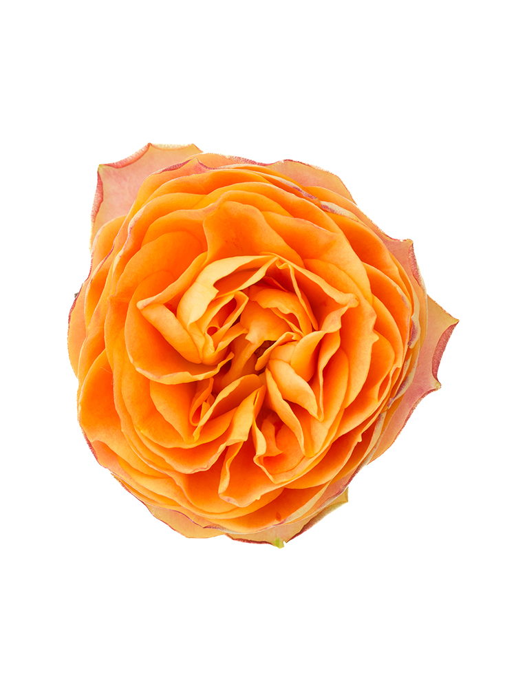 生花】バラ(ロゼット咲き)オレンジ 品種おまかせ【50cm/山形県