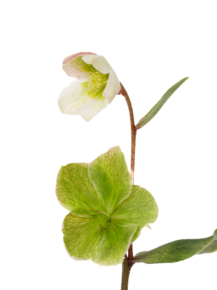 生花】クリスマスローズ マグニフィシェントベル【黄緑/25-35cm/長野県