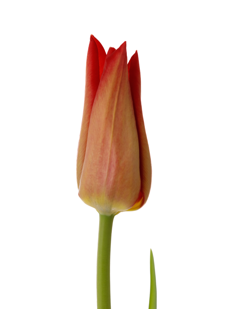 生花】チューリップ(ユリ咲き) キャンドルルージュ【赤/50cm/新潟県