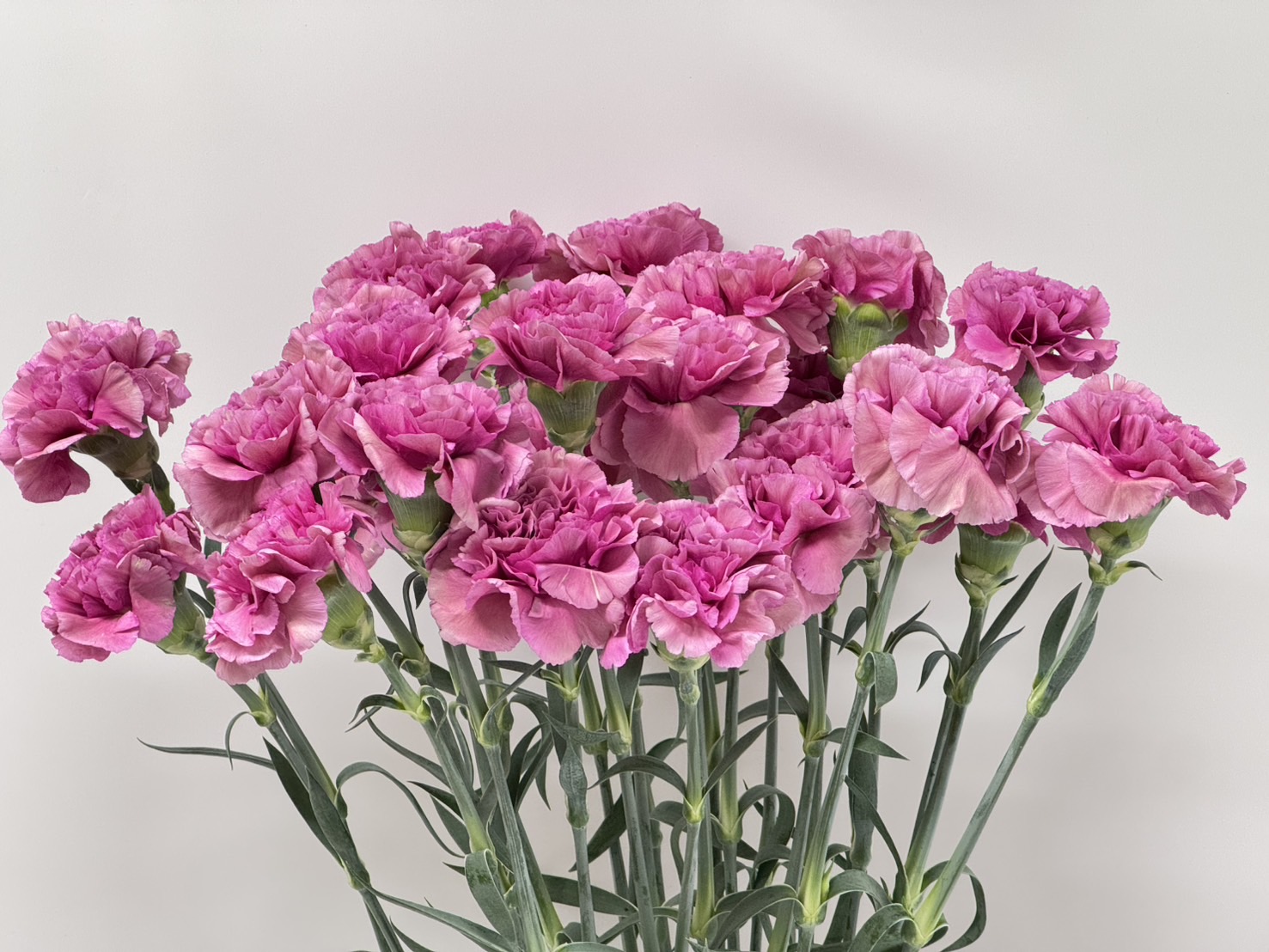 カーネーション ミステソロ | FLORE21