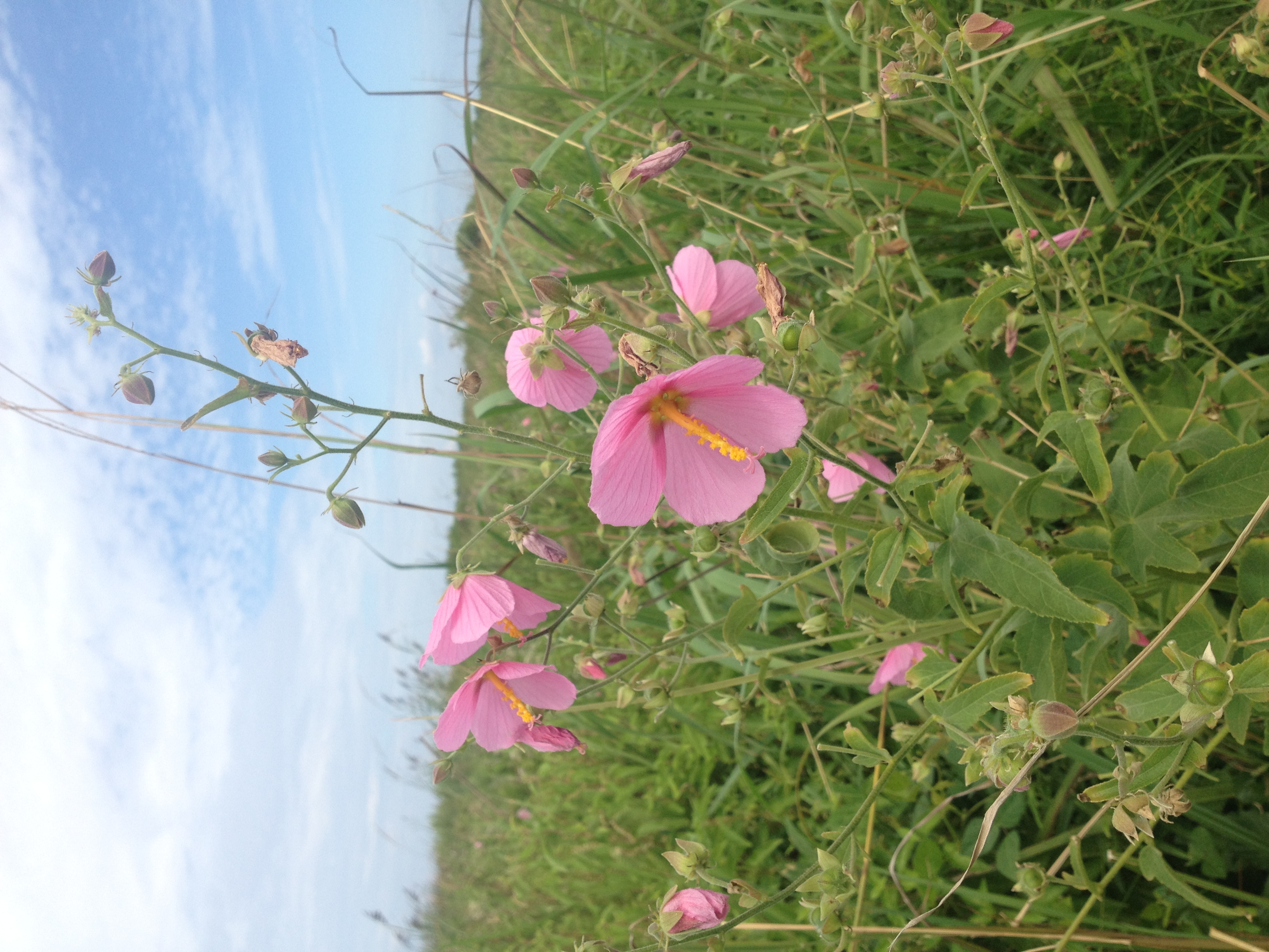 Kosteletzkya pentacarpos (Seashore-mallow) - FSUS
