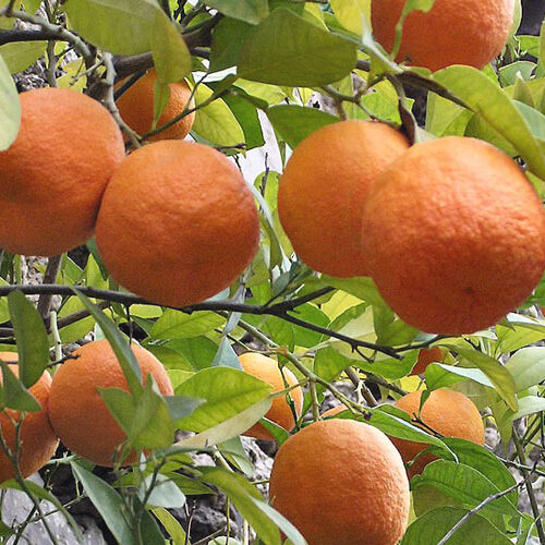 香料植物・ハーブ図鑑】オレンジ・ビター Orange bitter