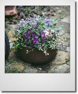 ビオラ寄せ植え 鉢 ジャンクガーデン 寄せ植え 花苗通販 Garden Frais