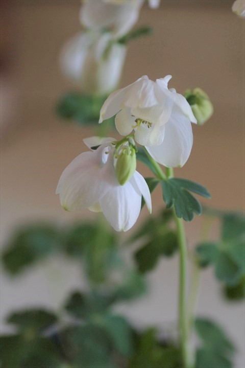 白花ミヤマオダマキ ジャンクガーデン 寄せ植え 花苗通販 Garden Frais