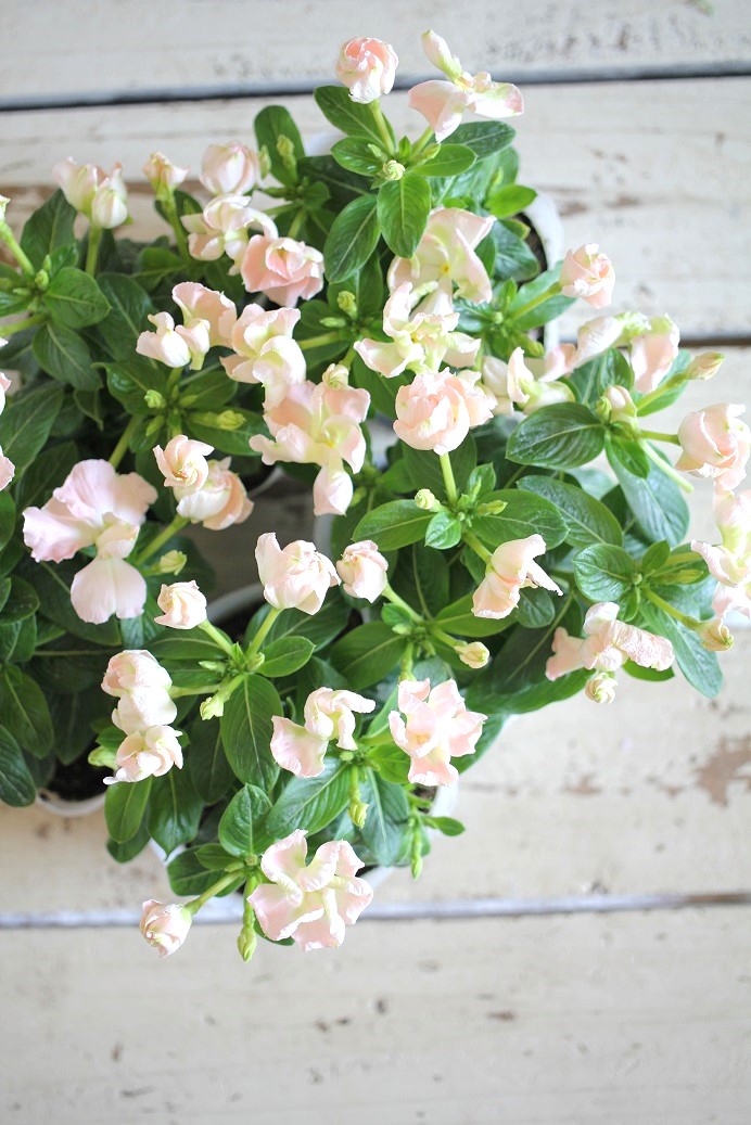 メルモ☆彡ユキエ 梅咲き分け5号鉢つき 菊水綴化 接木 3号鉢つき 計5