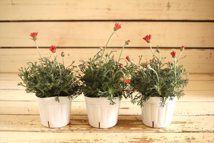 ローダンセマムマーズ 鉢 ジャンクガーデン 寄せ植え 花苗通販 Garden