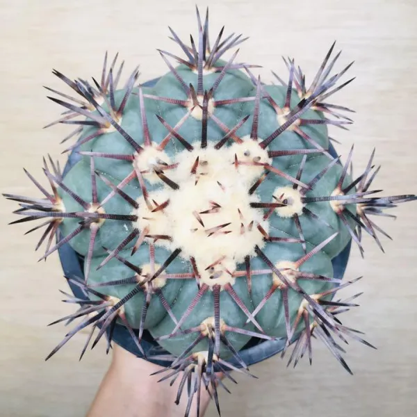 太平丸 雷帝 サボテン エキノカクタス Echinocactus horizonthalonius