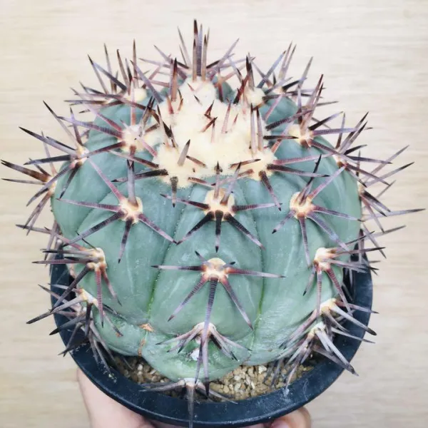 太平丸 雷帝 サボテン エキノカクタス Echinocactus horizonthalonius