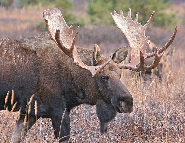 ヘラジカの角 ムース 鹿 天然 剥製 希少 moose antlers