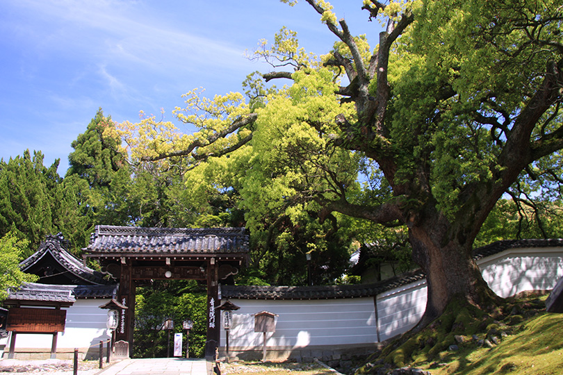 青不動と3つの庭園がある青蓮院（青蓮院門跡）｜観光｜FunJapo｜京都