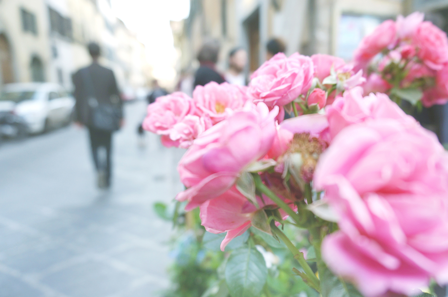 花の都” の名にふさわしい、フィレンツェの 5月【 フィレンツェねこ