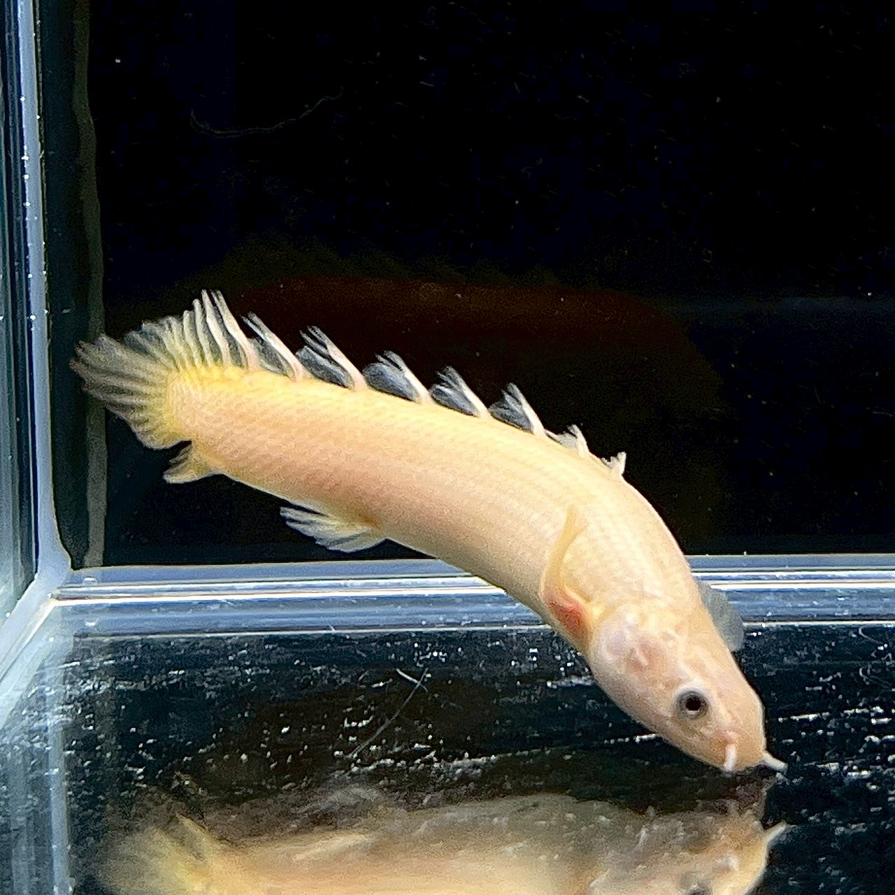 ポリプテルス・セネガルス ゴールデン 7cm± 1匹 - 不二熱帯魚