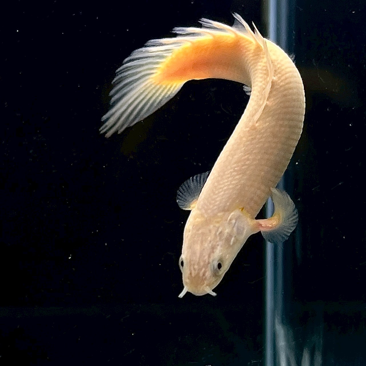ポリプテルス・セネガルス ゴールデン 7cm± 1匹 - 不二熱帯魚