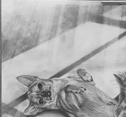 ペット肖像画 完成事例（鉛筆画）チワワのくーよんちゃん