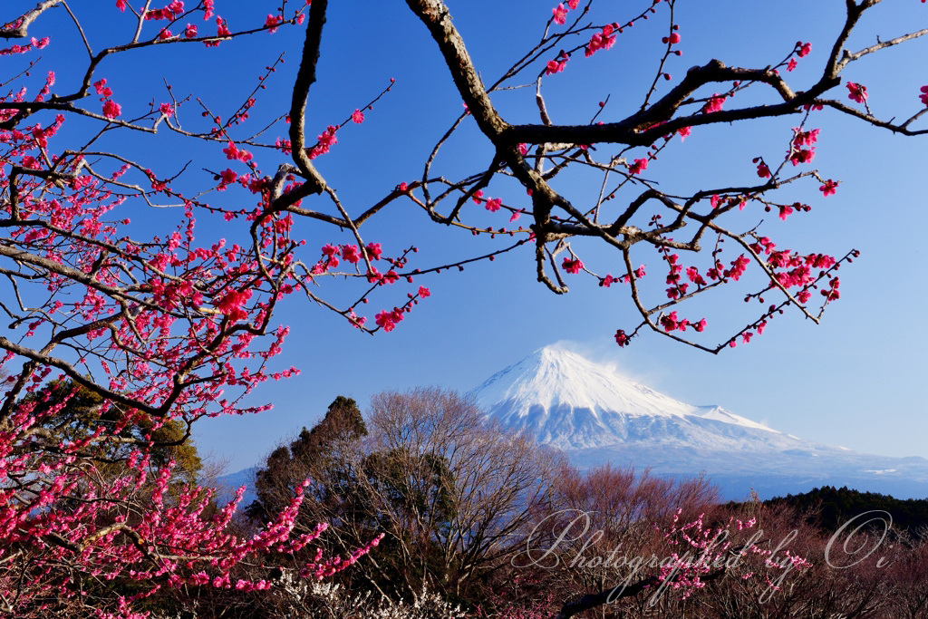 富士山写真家 オイ Photo Gallery - 春の富士山 | 富士山とともに