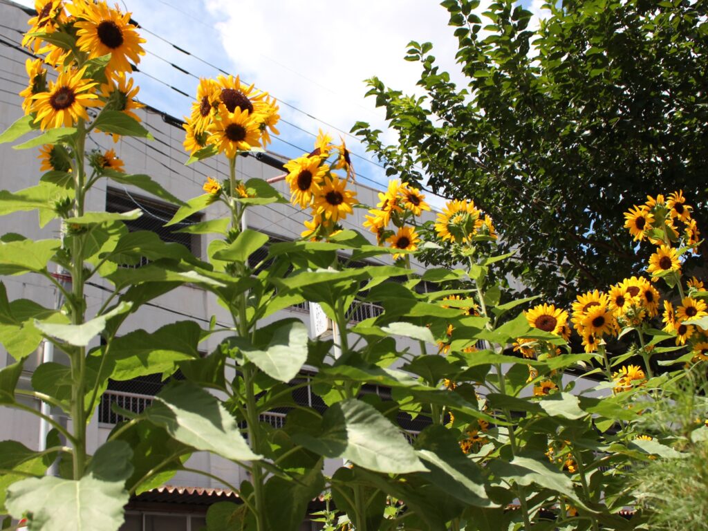 ひまわり コンサートベル開花中です！ - 福花園種苗株式会社