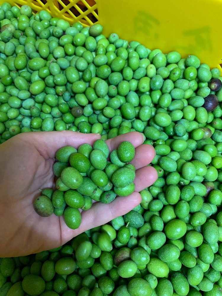 JIIMO Forest Dreamland シリーズオイル目バブシクレ400% JIIMO Forest