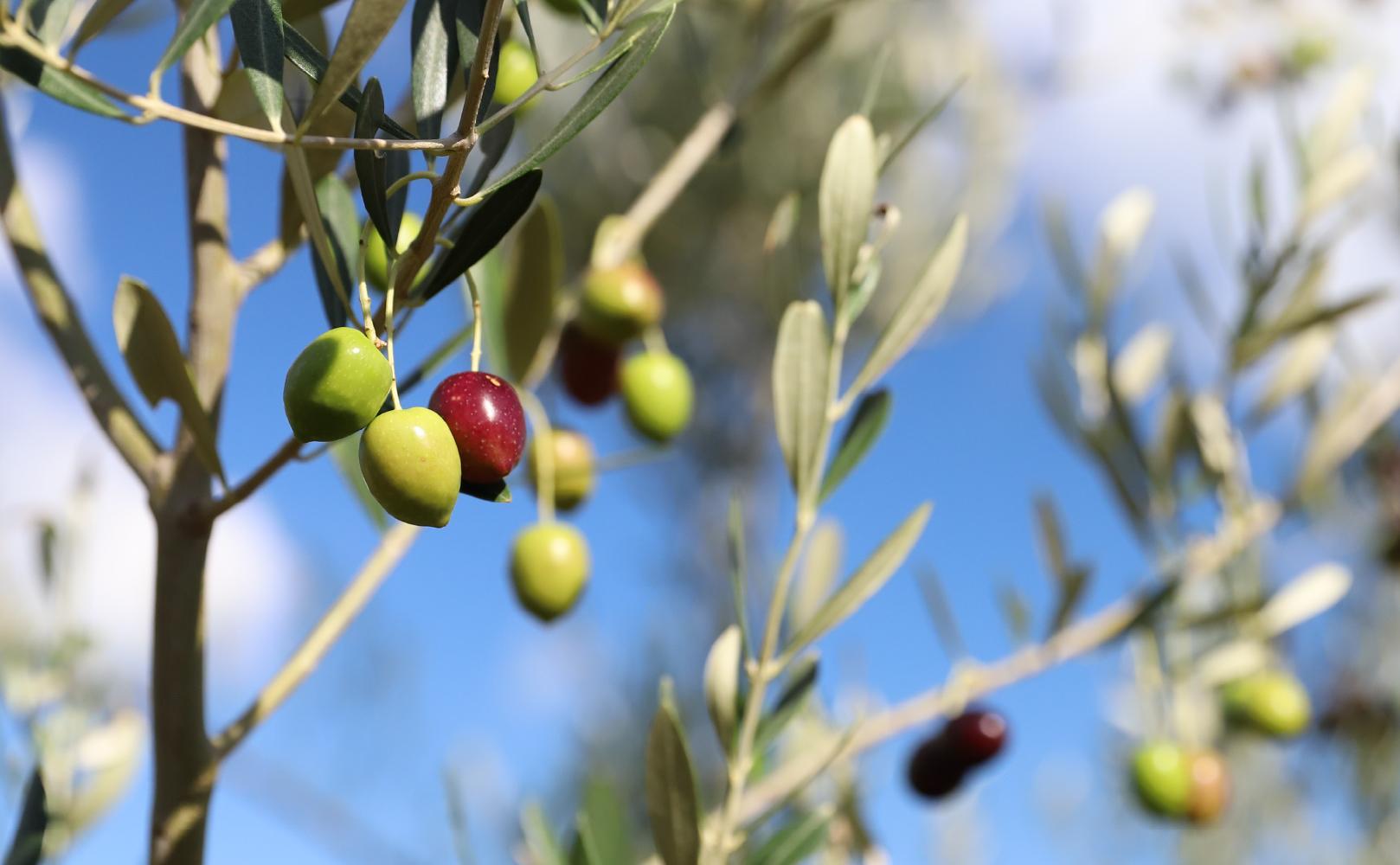 井上誠耕園】スペイン農場産 伊予柑オリーブオイル (30ml×1個) | JTBの