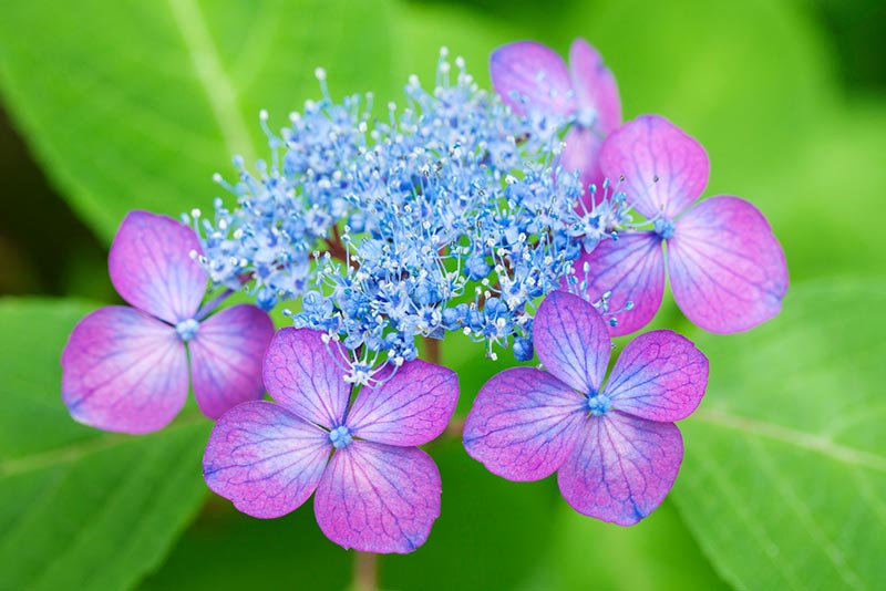 紫陽花（あじさい）の季節はいつ？育て方や種類についても紹介