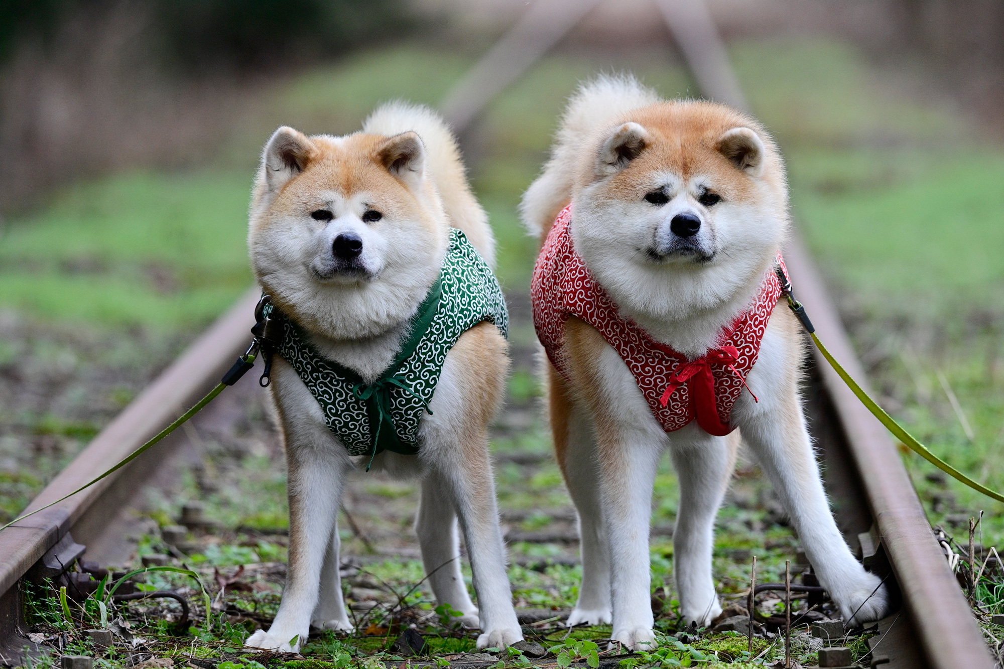 秋田犬 | ふるさわおんせん