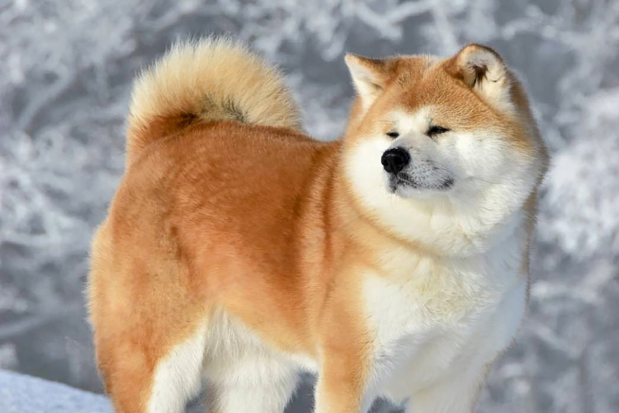 秋田犬 | ふるさわおんせん