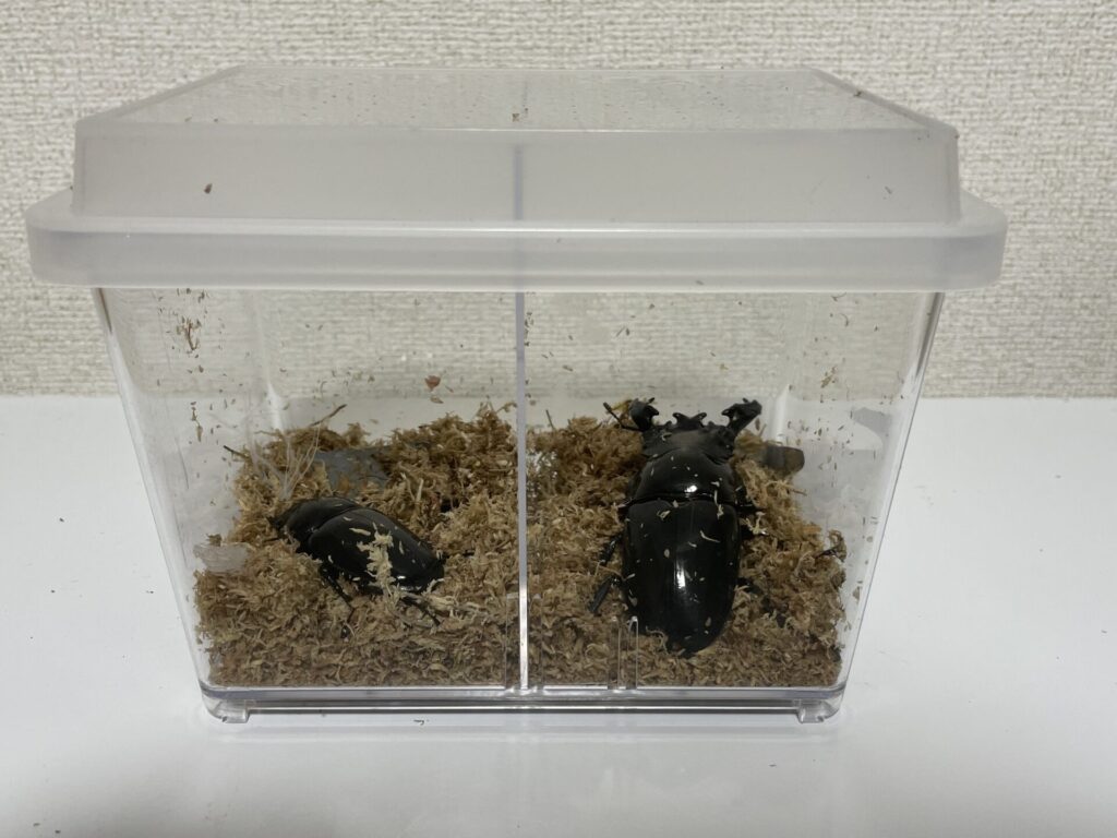 決定版】カブトムシ/クワガタおすすめ飼育ケース徹底解説〜用途別