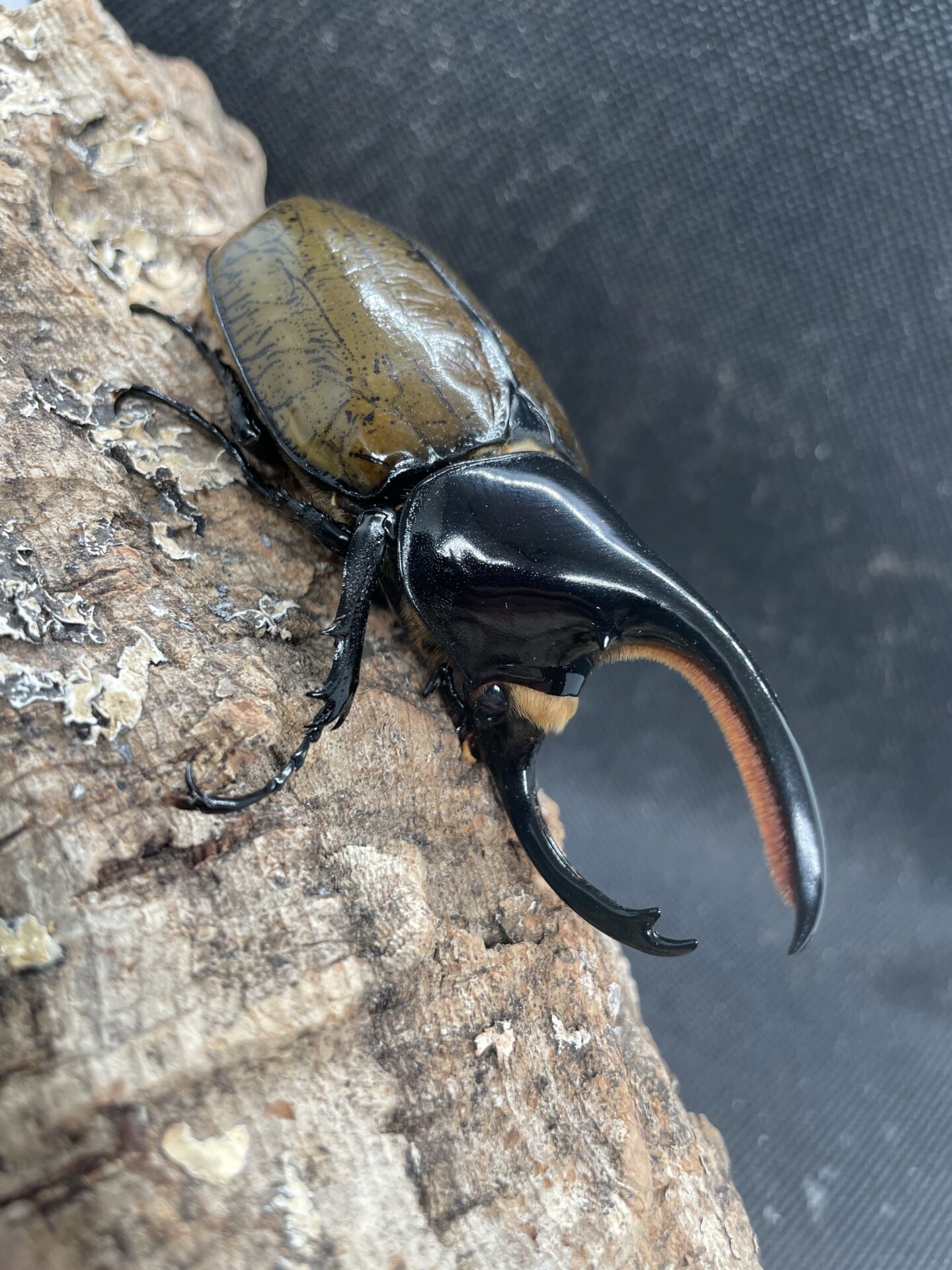 飼育情報大公開】モロンオオカブトが羽化してきました！！ | クワカブ