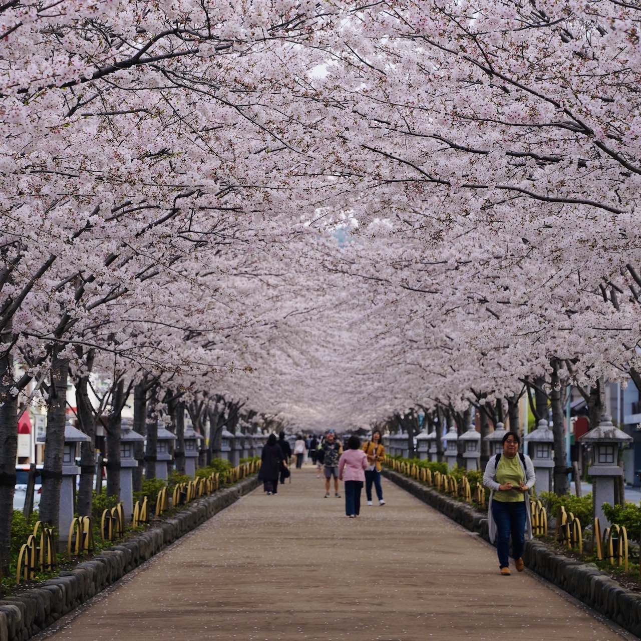 絶景桜】鎌倉で一番美しい桜スポット 段葛（鶴岡八幡宮 参道 若宮大路