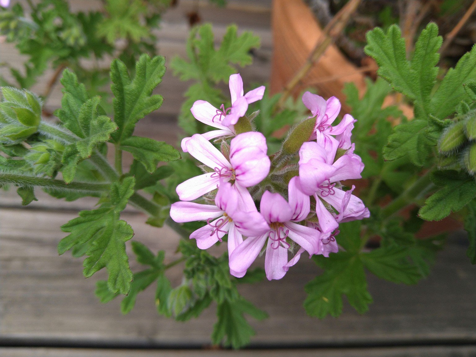 ゼラニウム・エジプトとブルボン精油の違い。香りと特徴を比較 |横浜市