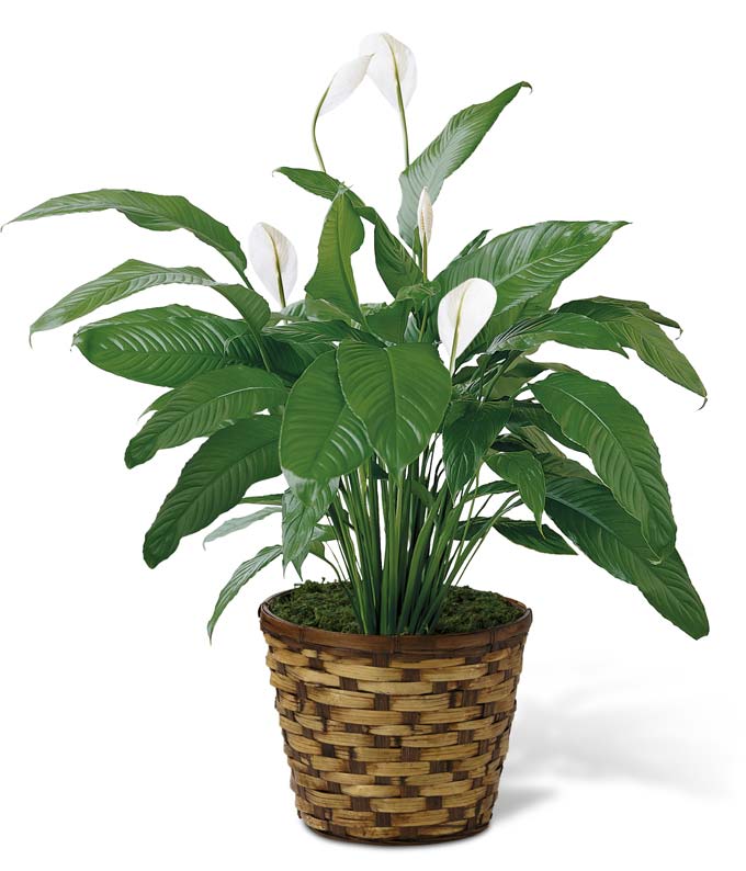 Spathiphyllum Plant at From You Flowers
