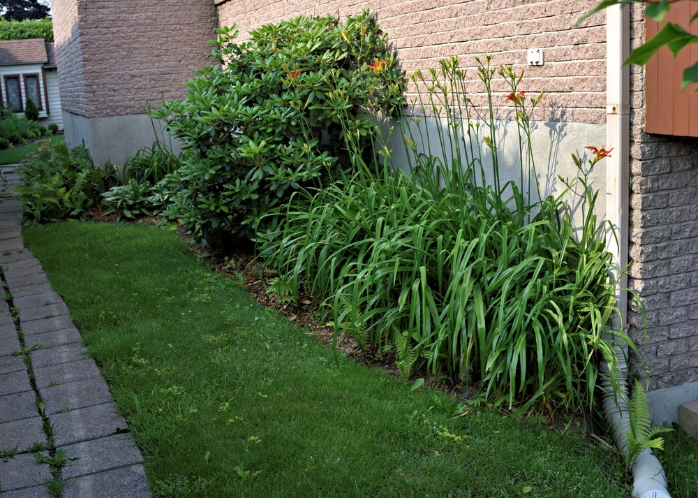 庭の穴はネズミのせいかも？他の動物の可能性やネズミの駆除方法を紹介