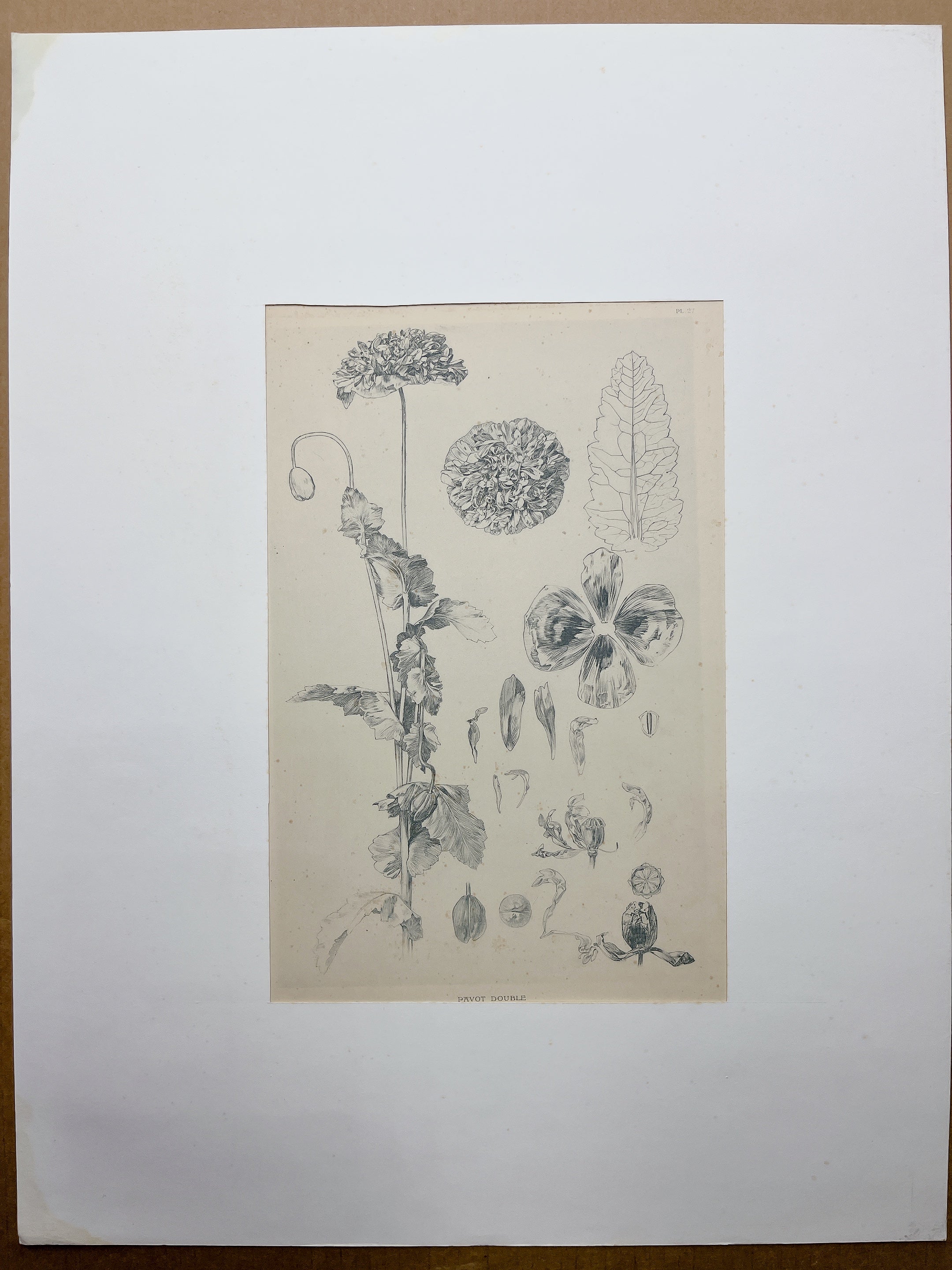 アルフォンス・ミュシャ「装飾資料集 PL27」 | ギャラリーK