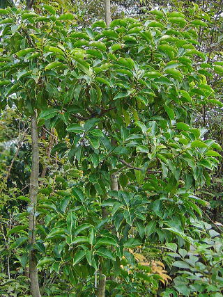 ソヨゴ 新・花と緑の詳しい図鑑