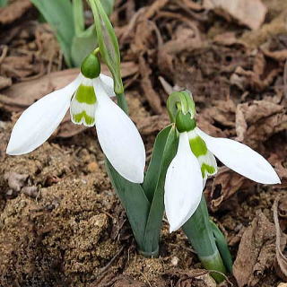 スノードロップ 新・花と緑の詳しい図鑑