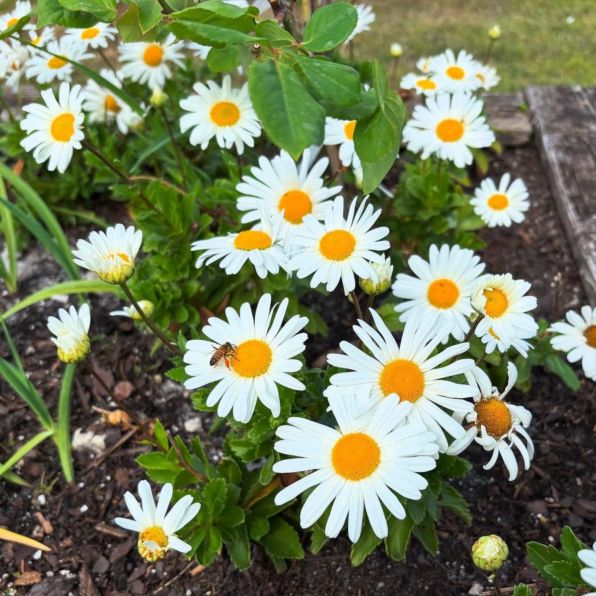 daisy-flowers.jpg