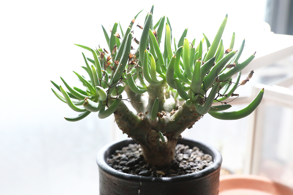 激レア/大株/塊根植物】アデニア ペナンギアナ 鉢植え 激レア/大株