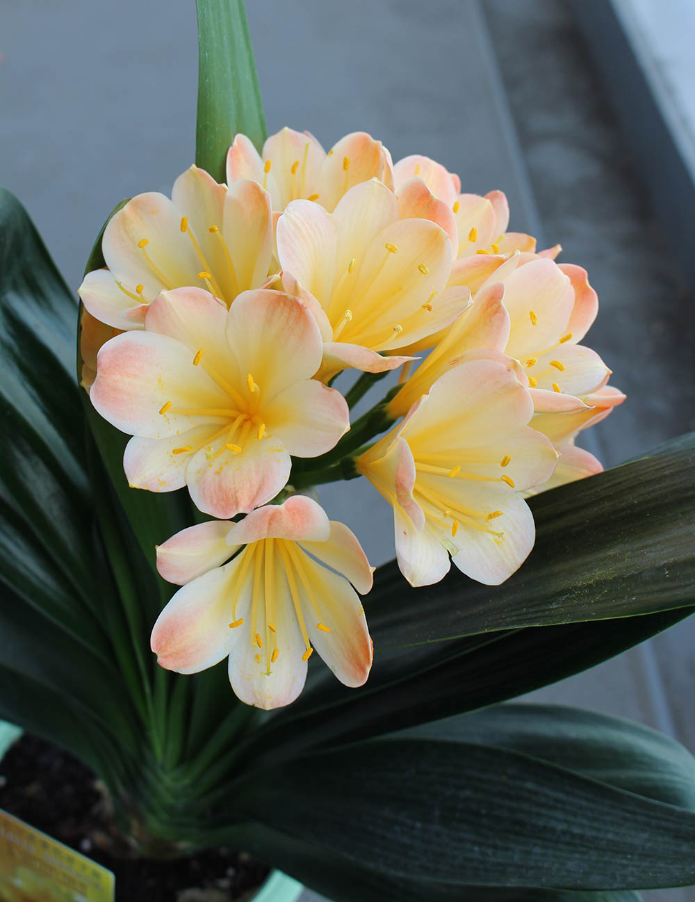 クンシラン（君子蘭）はあでやかな花姿と艶のある葉が特徴！ 美しく