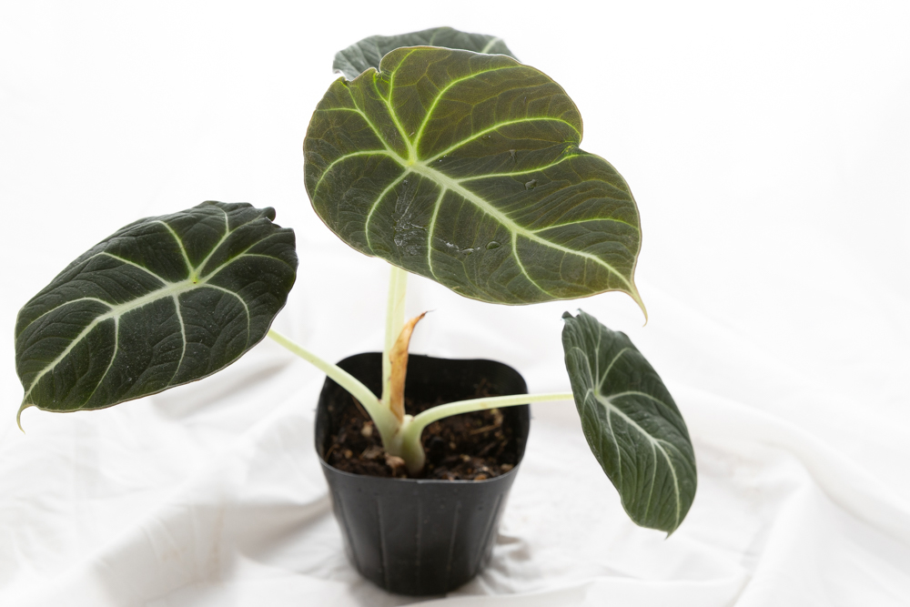 葉姿に惚れる。アロイド系観葉植物の世界｜プロが選ぶ注目の品種15選