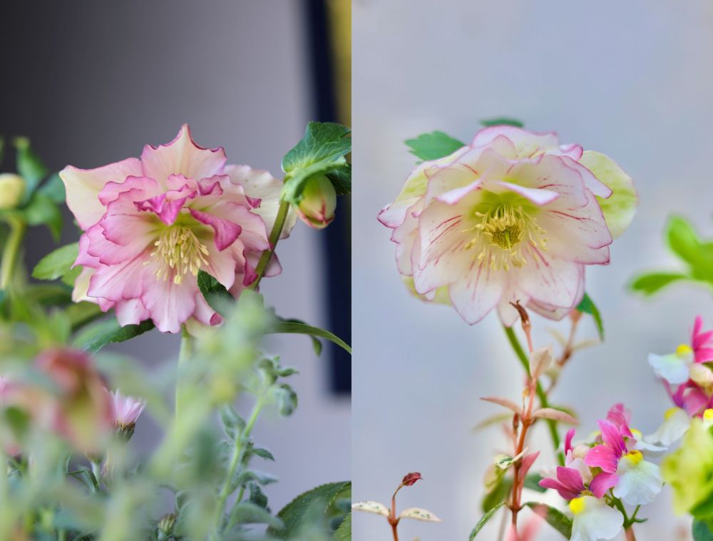 2日間だけの夢の祭典——「クリスマスローズの世界展 2026 〜魅惑の花