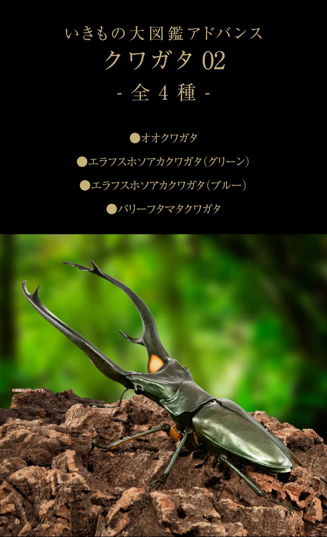 いきもの大図鑑アドバンス クワガタ02｜いきもの大図鑑｜ガシャポン