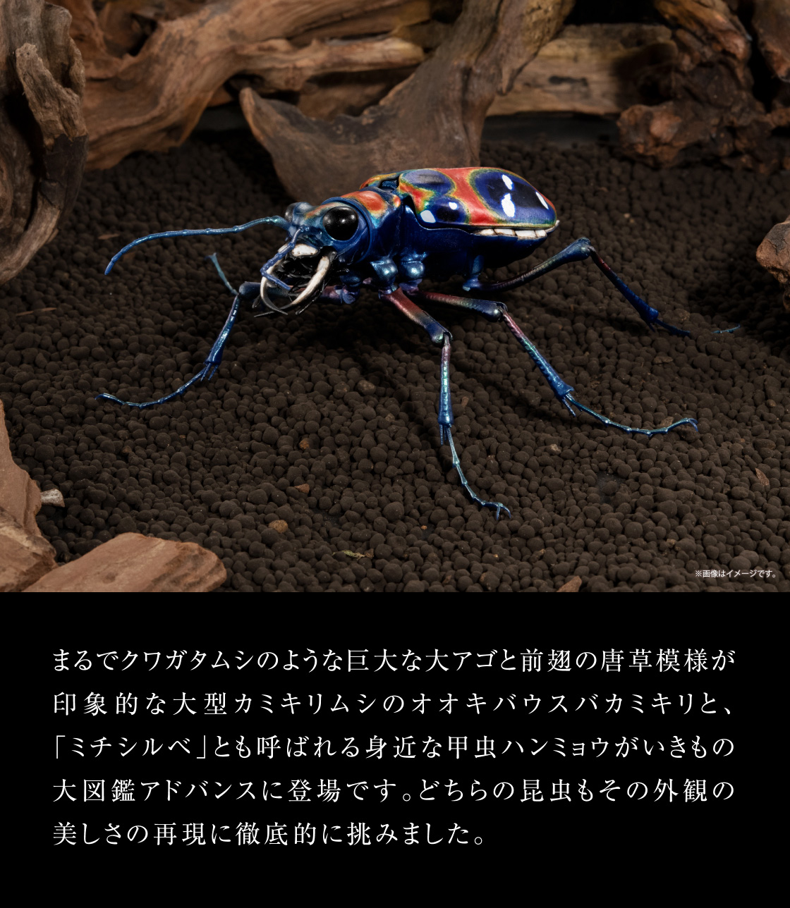 いきもの大図鑑アドバンス オオキバウスバカミキリとハンミョウ