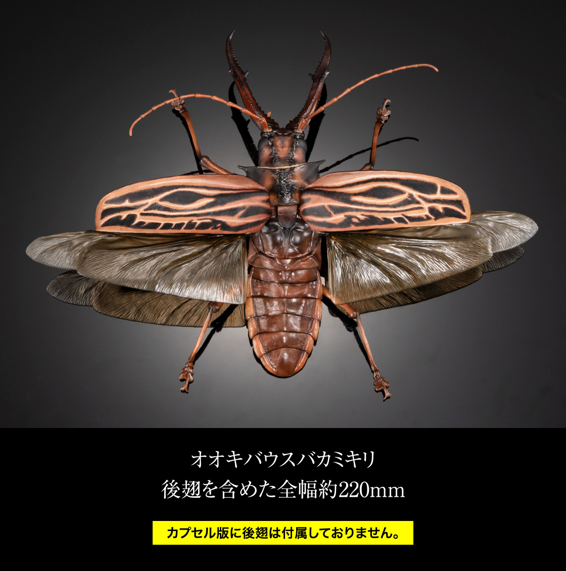 いきもの大図鑑アドバンス オオキバウスバカミキリとハンミョウ